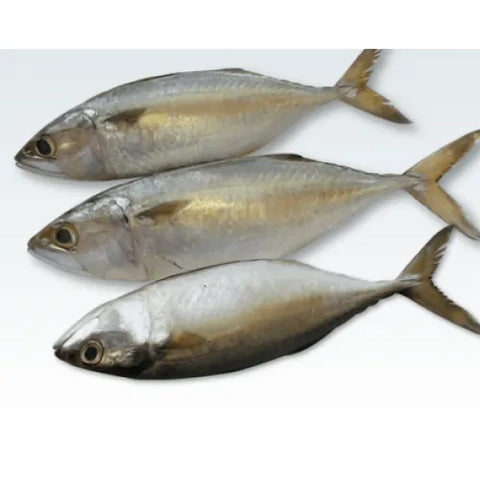 Indian Mackerel Frozen (Ayala) 1kg